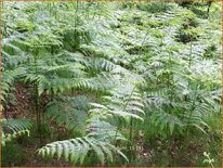 Pteridium aquilinum