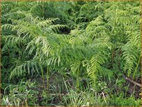 Pteridium aquilinum