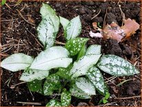 Pulmonaria 'Majesté'