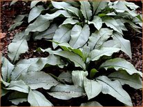 Pulmonaria 'Majesté'