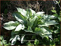 Pulmonaria 'Majesté'