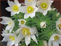 Pulsatilla vulgaris &#39;Alba&#39;