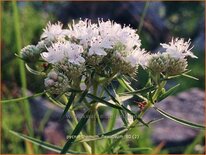 Pycnanthemum flexuosum