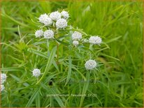 Pycnanthemum flexuosum