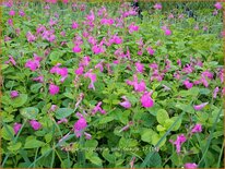 Salvia microphylla &#39;Pink Beauty&#39;