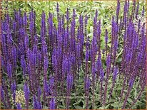 Salvia nemorosa &#39;Caradonna&#39;