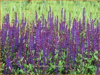 Salvia nemorosa &#39;Caradonna&#39;