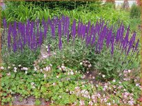 Salvia nemorosa &#39;Caradonna&#39;