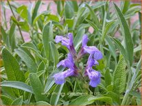 Salvia officinalis 'Grete Stölzle'