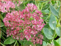 Sedum &#39;Herbstfreude&#39;