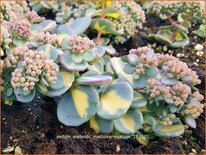 Sedum sieboldii 'Mediovariegatum'