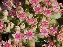 Sedum sieboldii 'Mediovariegatum'