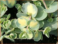 Sedum sieboldii 'Mediovariegatum'