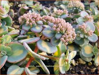 Sedum sieboldii 'Mediovariegatum'