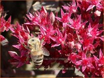 Sedum telephium &#39;Thunderhead&#39;