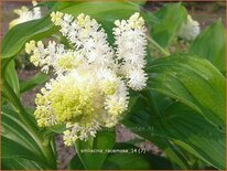 Smilacina racemosa