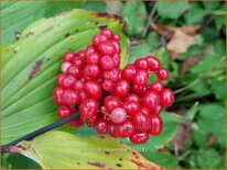 Smilacina racemosa