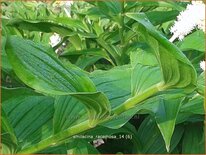 Smilacina racemosa