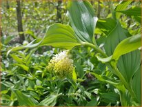 Smilacina racemosa