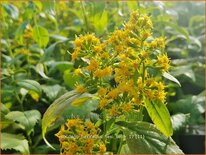 Solidago flexicaulis &#39;Flexi Belle&#39;