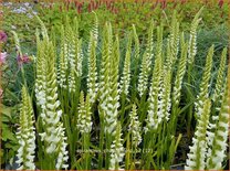 Spiranthes &#39;Chadd&#39;s Ford&#39;