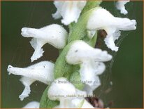 Spiranthes &#39;Chadd&#39;s Ford&#39;