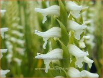 Spiranthes &#39;Chadd&#39;s Ford&#39;