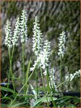 Spiranthes &#39;Chadd&#39;s Ford&#39;