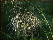 Stipa gigantea