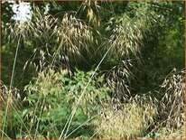 Stipa gigantea