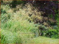 Stipa gigantea