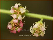 Tellima grandiflora