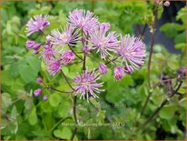 Thalictrum aquilegifolium