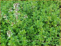 Thymus citriodorus &#39;Lemon Supreme&#39;