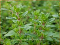 Thymus citriodorus &#39;Lemon Supreme&#39;