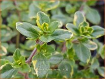 Thymus &#39;Doone Valley&#39;