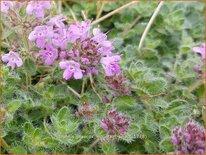 Thymus praecox 'Mountain Select'