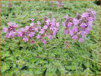 Thymus praecox 'Mountain Select'