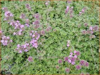 Thymus praecox 'Mountain Select'