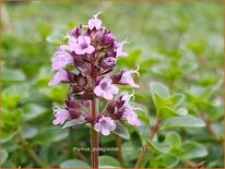 Thymus pulegioides 'Tabor'