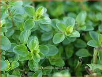 Thymus pulegioides 'Tabor'