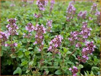 Thymus pulegioides 'Tabor'