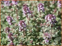 Thymus vulgaris &#39;Silver Posie&#39;