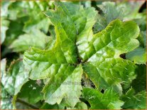 Tiarella cordifolia 'Eco'