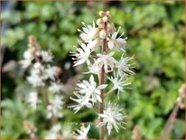 Tiarella cordifolia 'Eco'