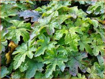 Tiarella cordifolia 'Eco'