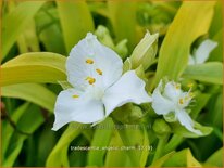 Tradescantia 'Angelic Charm'