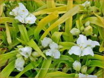 Tradescantia 'Angelic Charm'