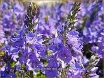 Veronica austriaca &#39;Lapis Lazuli&#39;