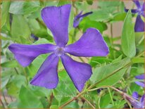 Vinca balcanica